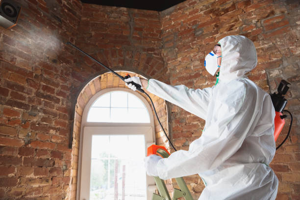 Why You Should Choose Our Mold Remediation Services in Wales, WI